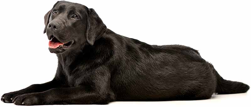 Photo of a Labrador Retriever