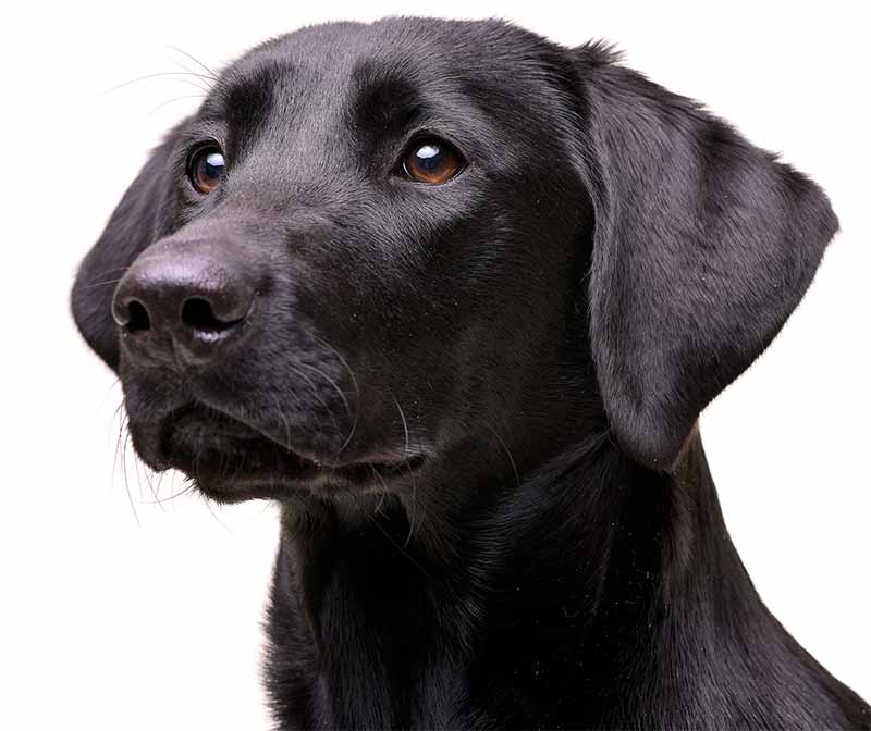 Photo of a happy Labrador Retriever